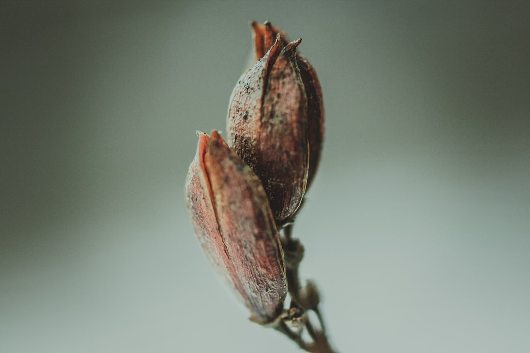 Gezond tuinieren begint met biologische zaden voor je moestuin