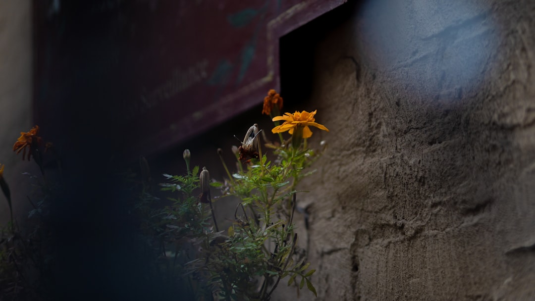 Kleine kas moestuin: veel groenten kweken op een kleine plek