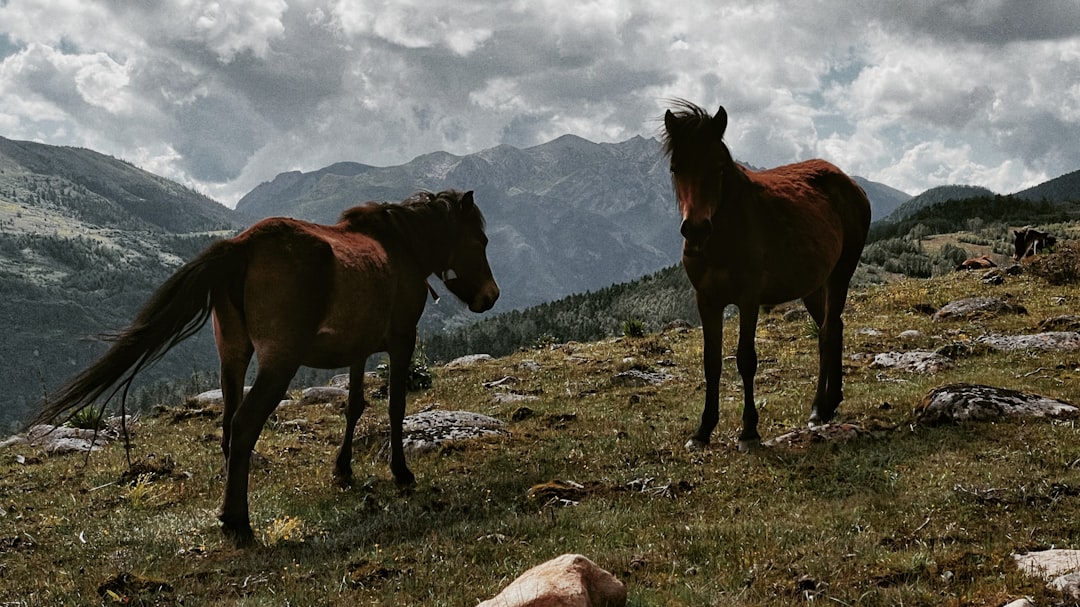 De juiste hoeveelheid paardenmest voor een gezonde moestuin