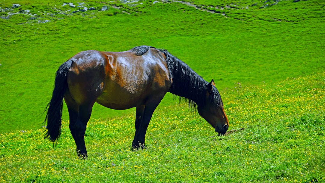 Paardenmest gebruiken in de moestuin: voordelen en aandachtspunten