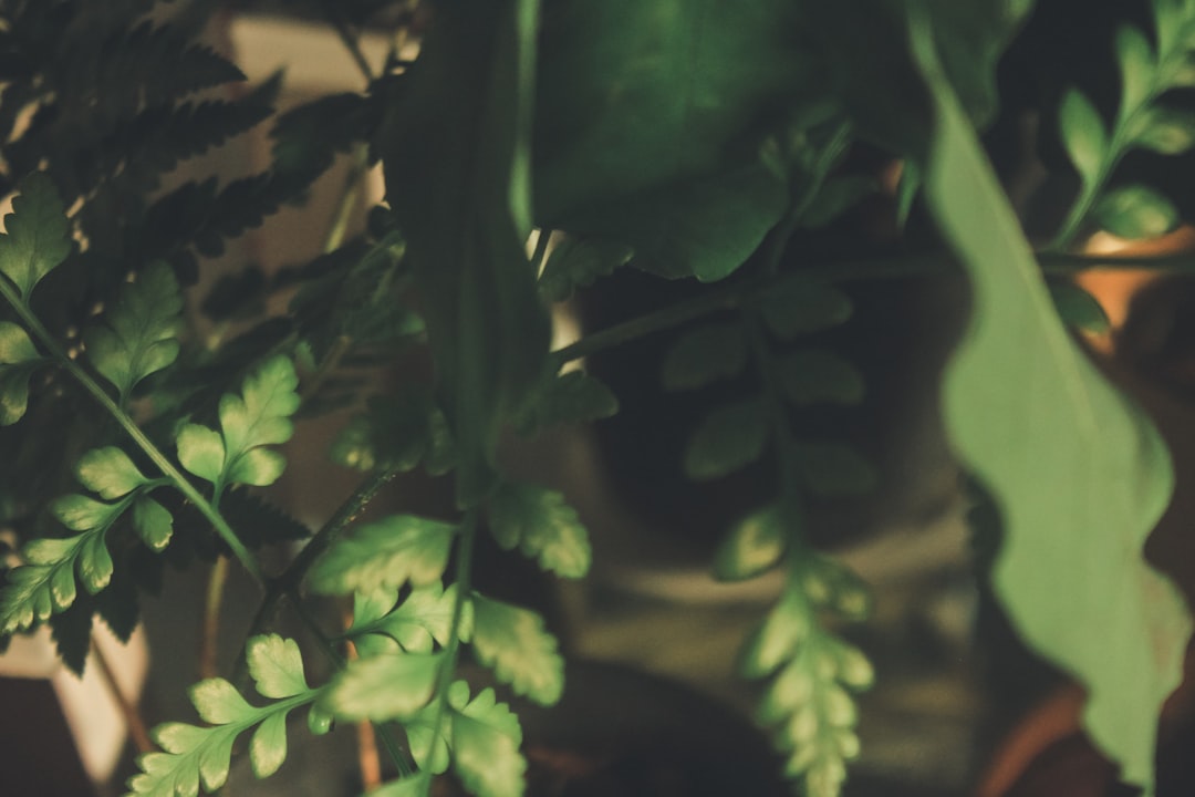 Frisse start: dit kun je nu nog planten in de moestuin