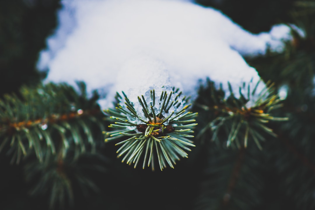 Moestuin winterklaar maken voor een gezonde start in het voorjaar