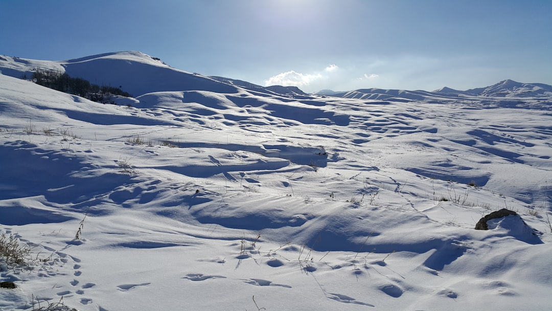 Mossrose in de winter: Alles over portulaca winterhard