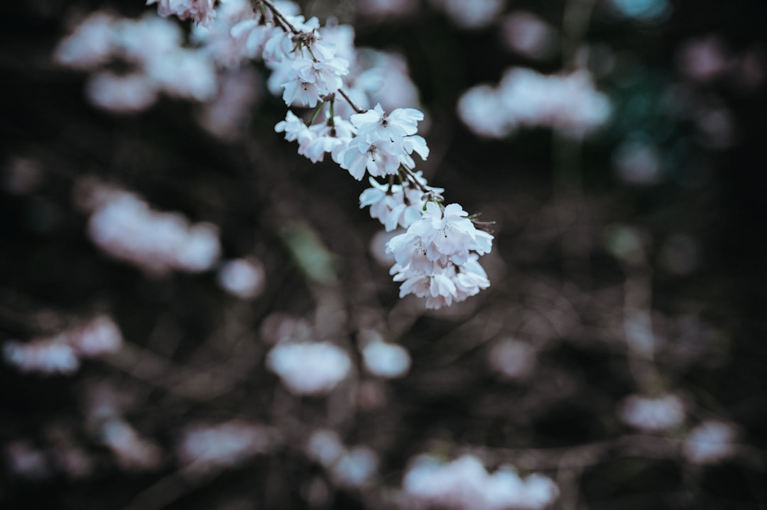 Zo zorg je voor een gezonde jasmijn door op het juiste moment te snoeien