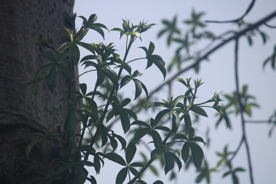 Zo help je je oleander de winter door in volle grond
