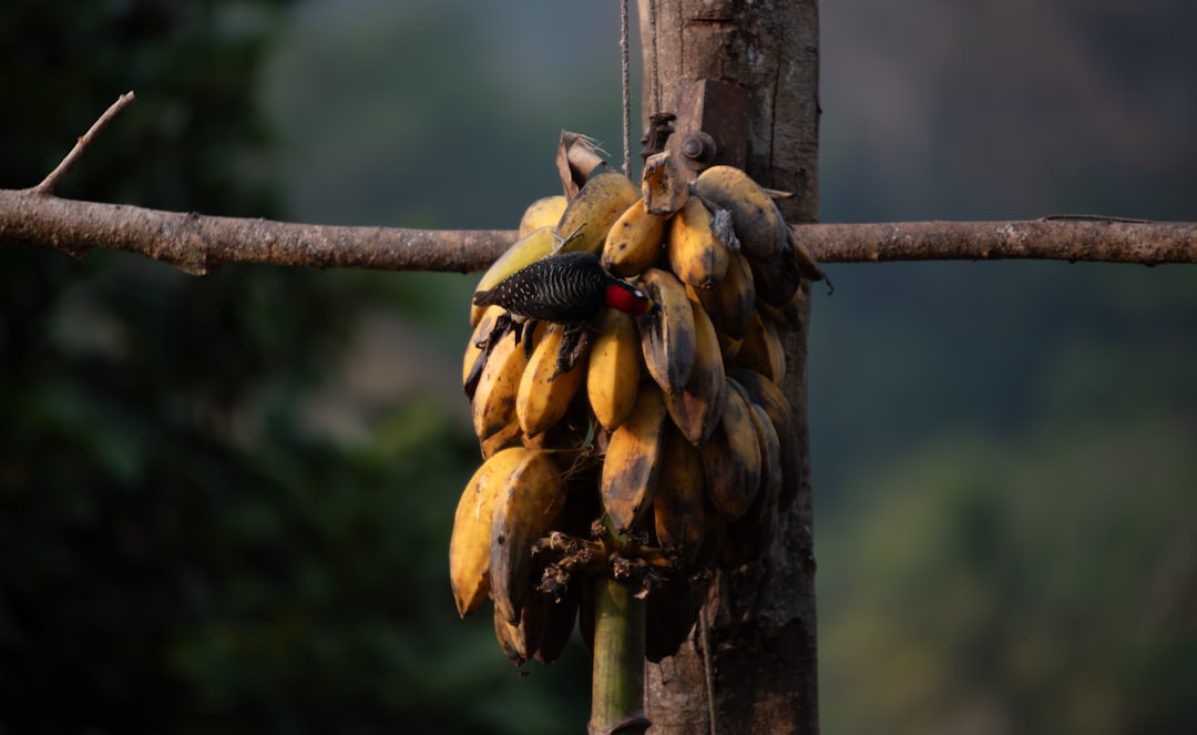 Zo groeit de bananenplant buiten in volle grond tot een echte blikvanger