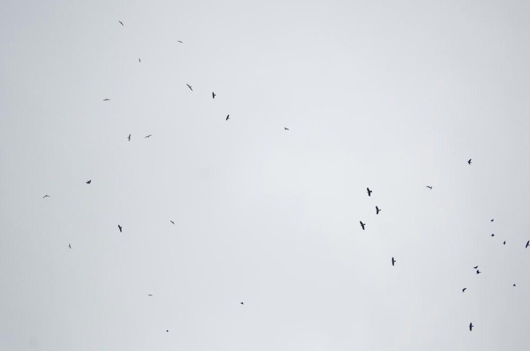 Moerbeibomen sterk en gezond houden door goed snoeien