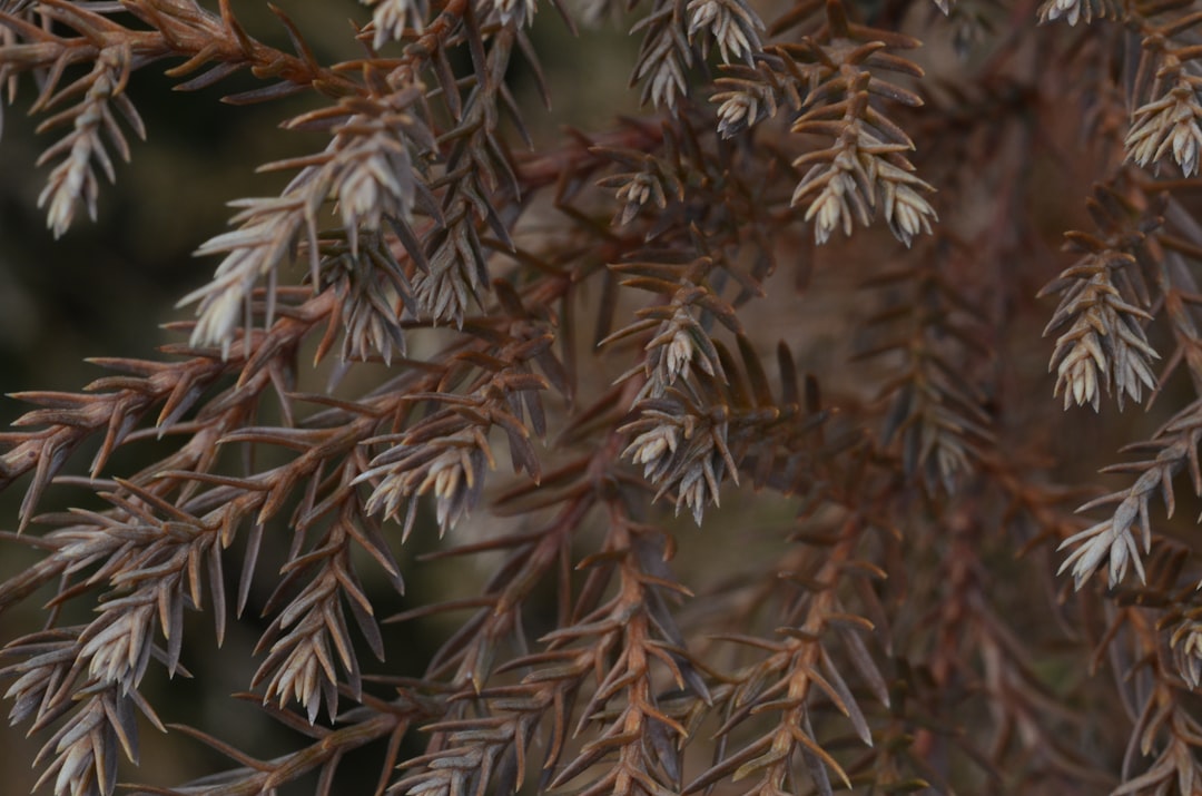 De bolchrysant en de kou: wat je moet weten over winterhardheid