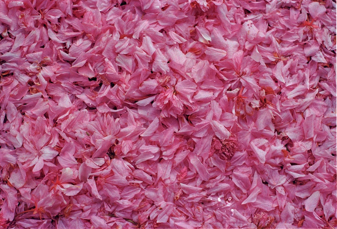 Zo geef je verhoute rozemarijn weer frisse groei met snoeien