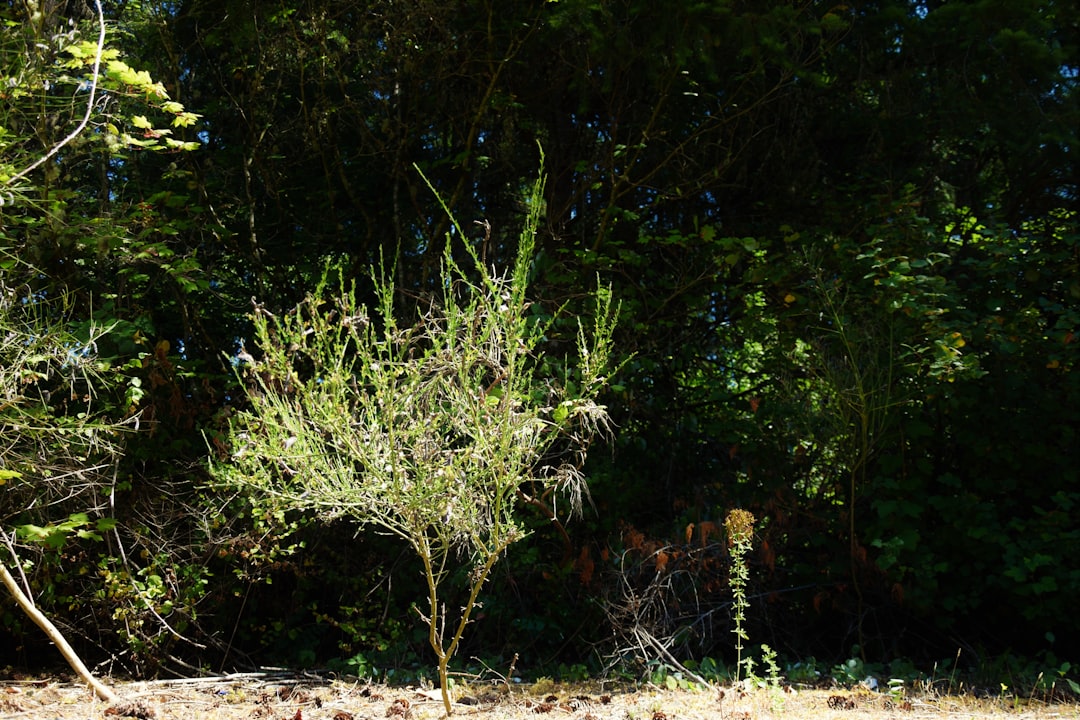 Zo zorg je voor een sterke oleander in volle grond