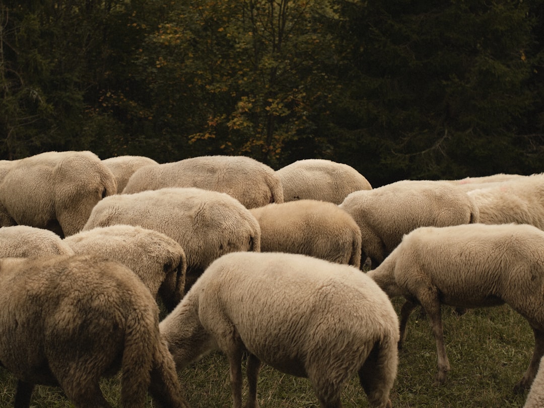 Schapenkoppen snoeien voor sterke planten en volle bloei