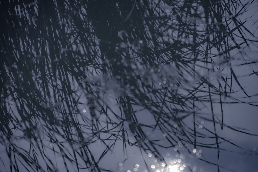 Prikneus snoeien voor een gezonde en mooie tuin