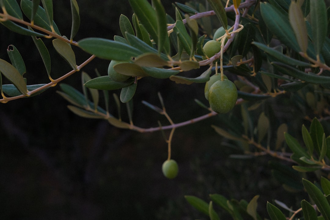 Zo verzorg je Toscaanse jasmijn door goed te snoeien