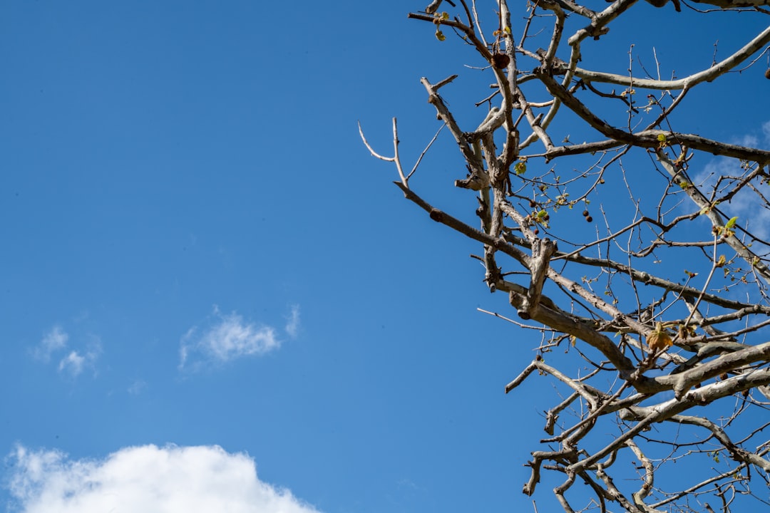 Zo snoei je een boom veilig tot op de stam