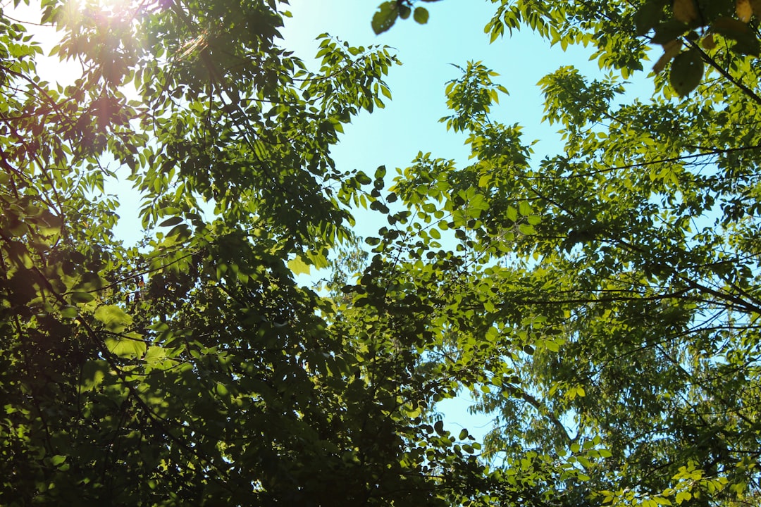 Frisse bloemen en sterke planten: alles over annabelle snoeien in de zomer