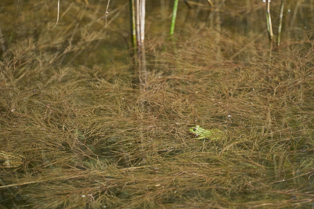 Zo overwintert jouw echinacea zonder zorgen