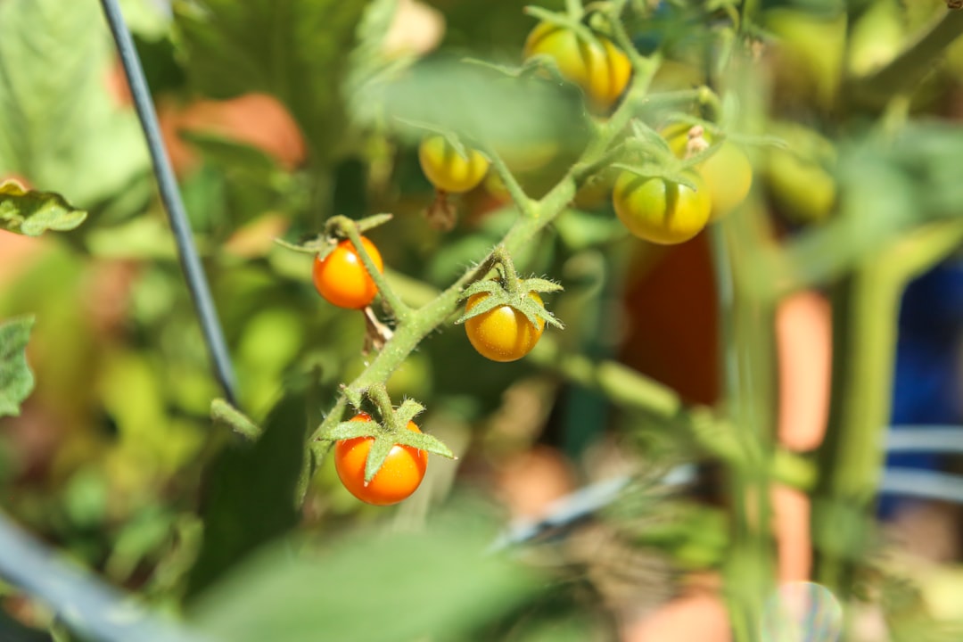 Tomatenplant winterhard: Hoe overleeft de tomaat de koude maanden?