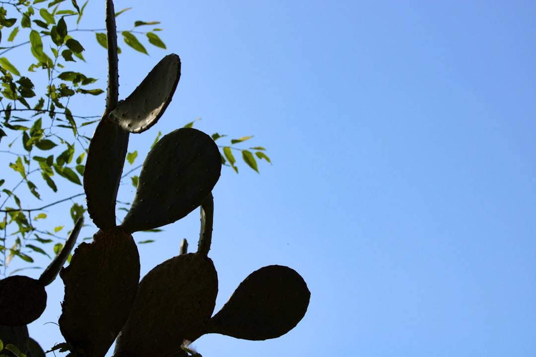 De beste tijd om oleander in volle grond te planten