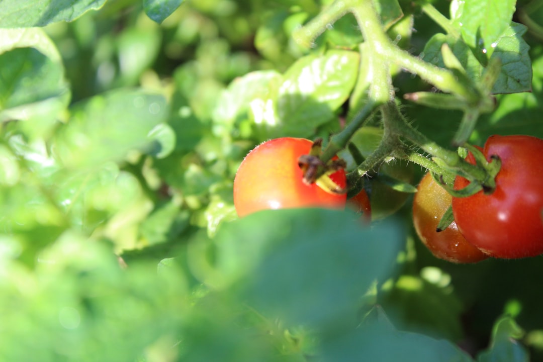 Tomatenplant overwinteren: zo help je jouw plant de winter door
