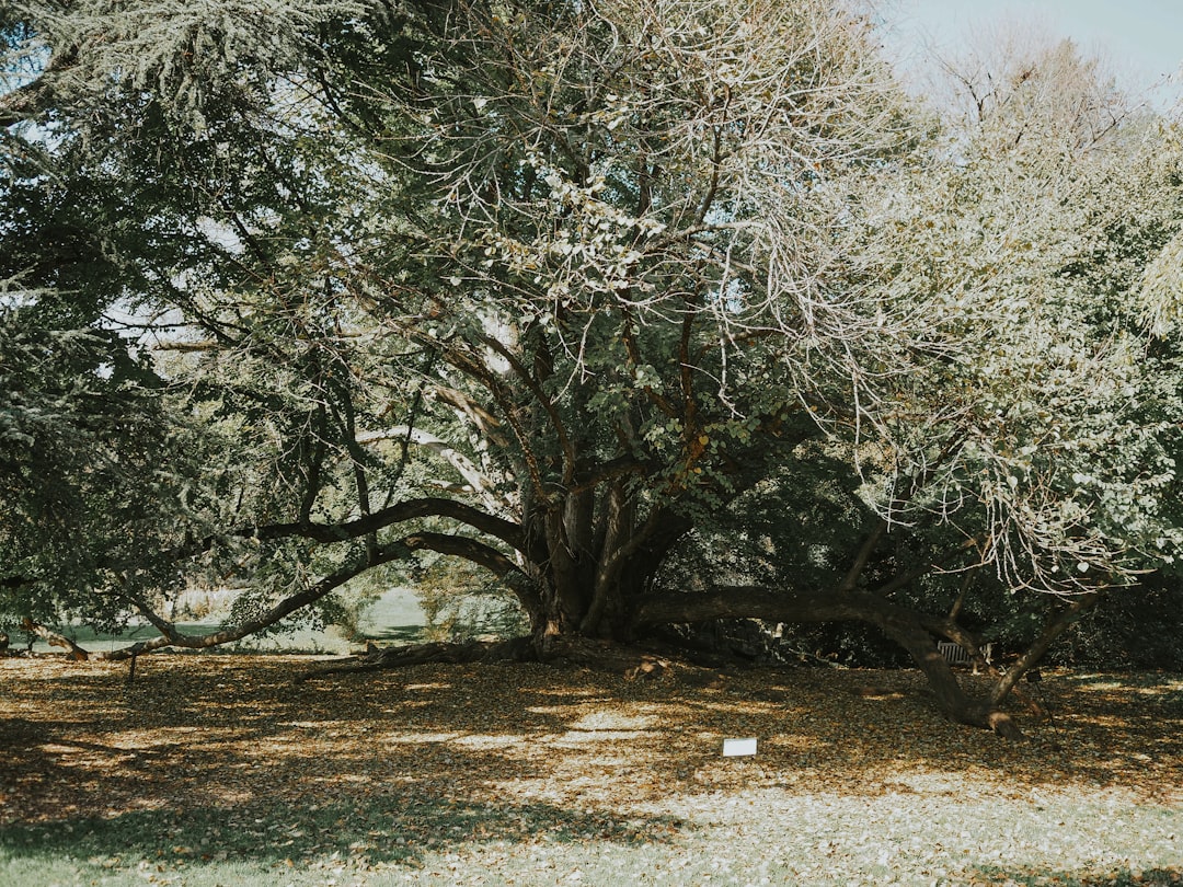 Gezonde groei en mooie vormen: zo kun je een eikenboom snoeien
