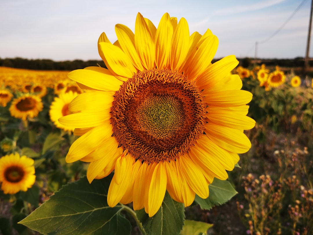 Hoe lang kun je zonnebloemolie veilig gebruiken in jouw keuken?