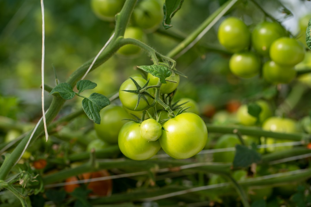 Tomaten invriezen, zo bewaar je de smaak het hele jaar