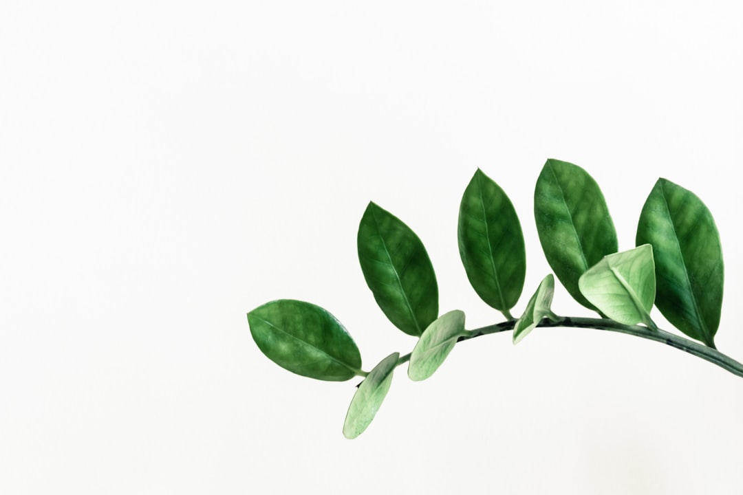 Plantafstand: zo geef je groenten en planten de ruimte die ze nodig hebben